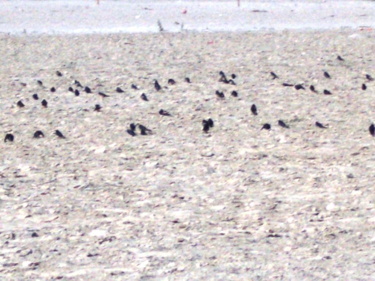 रेत में नहाती काली चिड़ियां। 