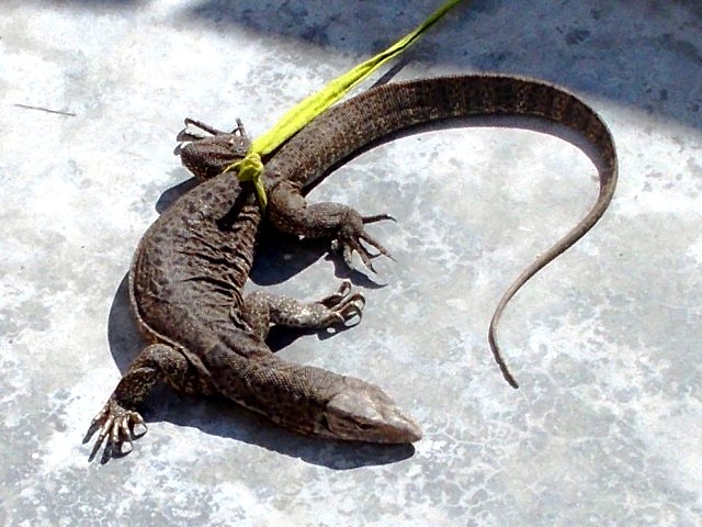 अछैबर द्वारा पकड़ा गया डेढ़ हांथ लम्बा विषखोपड़ा। 