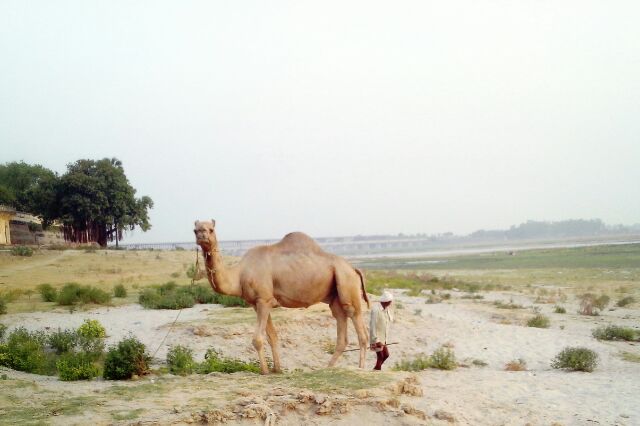 कछार में ऊंट