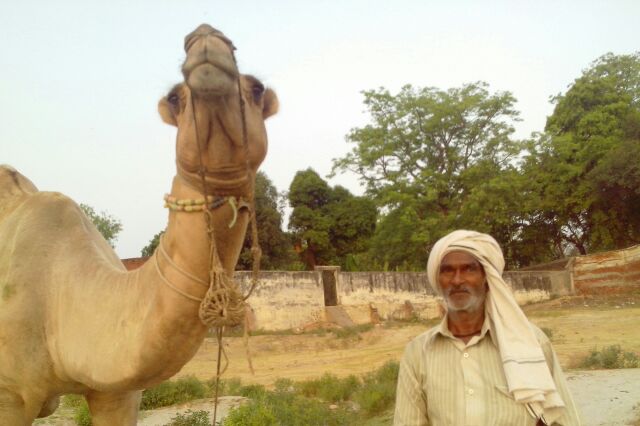 राधेश्याम पटेल और उनका ऊंट
