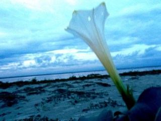 धतूरे का फूल - सांझ के धुंधलके में 