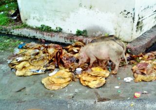 सफाई कर्मी न होने पर सूअर हाथ बटाते हैं! 