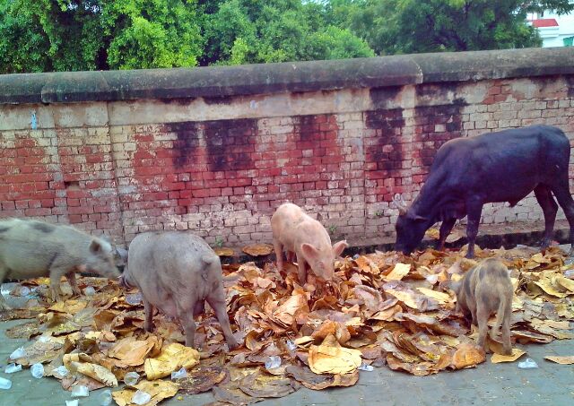 शिवकुटी मन्दिर की सड़क के किनारे का हाल। आज सावन के मेले का इंतजाम होने जा रहा है यहाँ! 