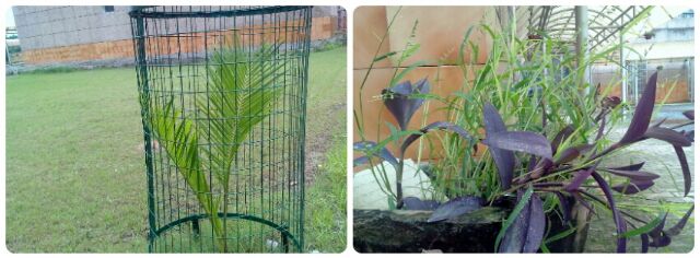 प्रोटेक्शन और गली के खरपतवार का संग