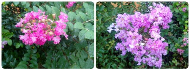 फूल लिखेंगे अपना स्टैण्डलॉग? 