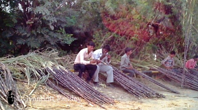 पुल के किनारे फाफामऊ में गन्ना बेंचते-चूसते लोग। 