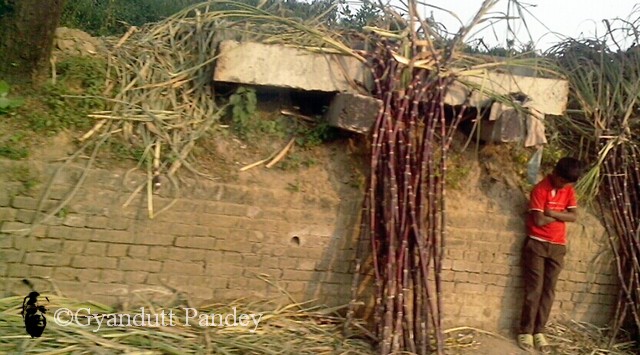 फाफामऊ की ओर गन्ने के ढेर