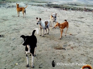शिवकुटी घाट पर कुकुर