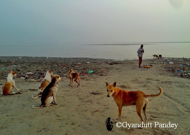 शिवकुटी घाट पर स्नान करने वाला और कुकुर। कोई क्लैश-ऑफ-इण्टरेस्ट नहीं! 