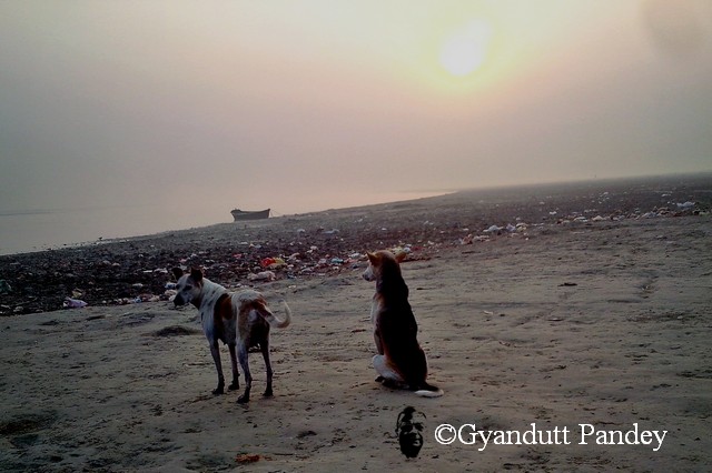 सवेरे का सूरज, गंगा नदी और कुकुर। 