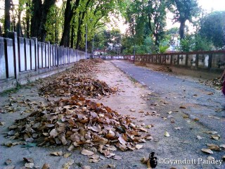 गोल्फारी में पत्तों का ढेर