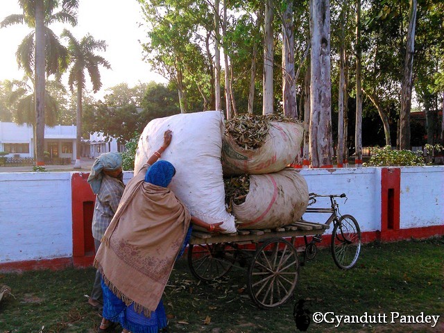  पत्तियों के गठ्ठर ले जाने वाले दम्पति। 