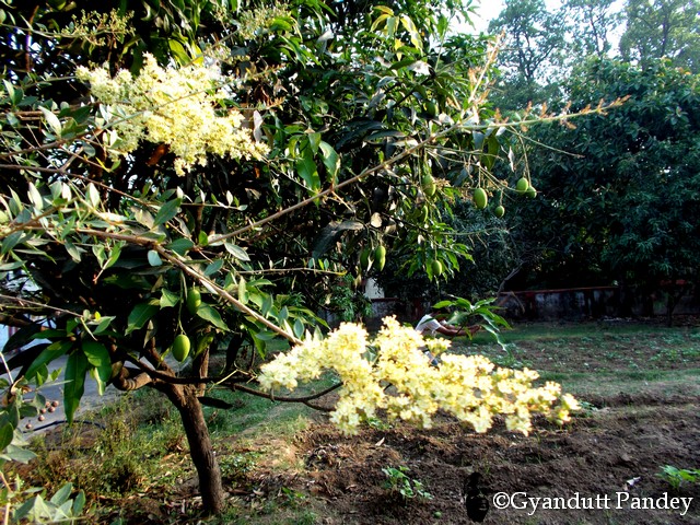 मेंहदी। फूल-फल आ रहे हैं मेंहदी में। 