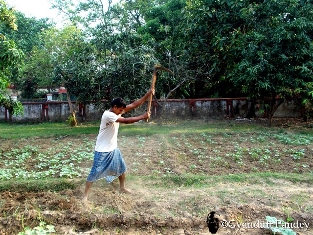 चन्द्रिका