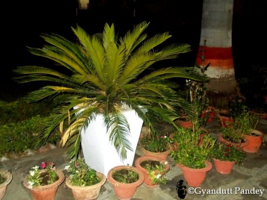 ओझा दम्पति का वृहदाकार साइकस का गमला।