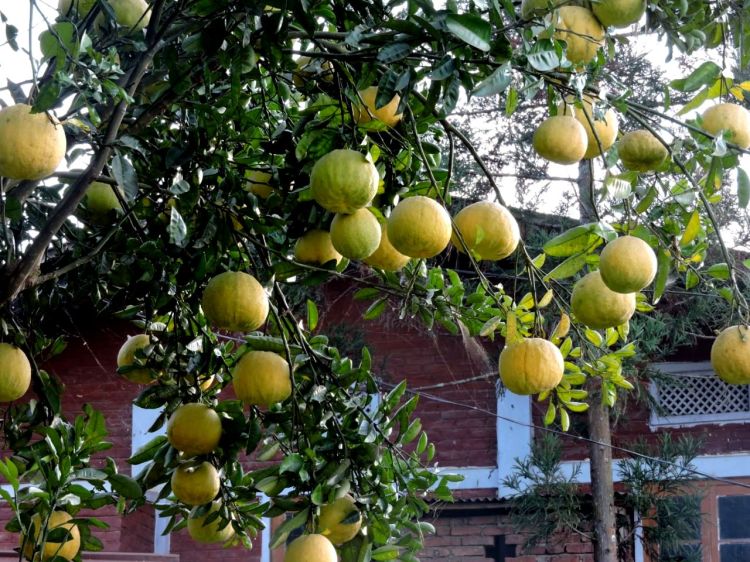 गांव में नीबू जैसे फल का झाड़। 