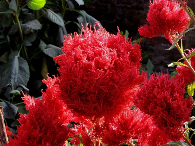 यह फूल। नाम नहीं पता चला। 