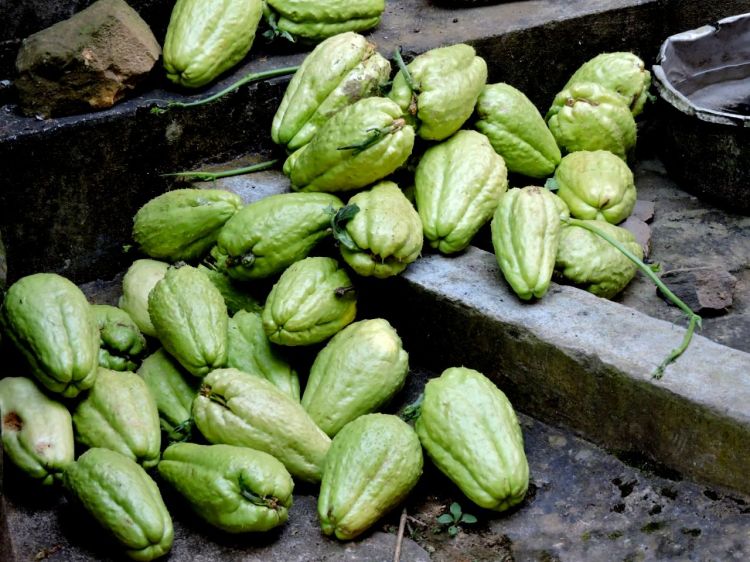 स्क्वाश। एक सब्जी। 