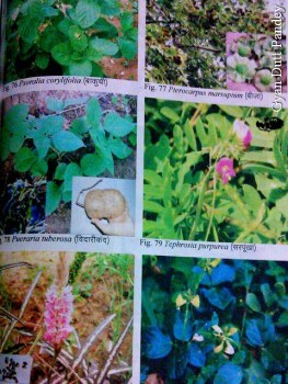 "विन्ध्य की वनस्पतियों का पारम्परिक ज्ञान' पुस्तक में चित्रों की एक प्लेट। 