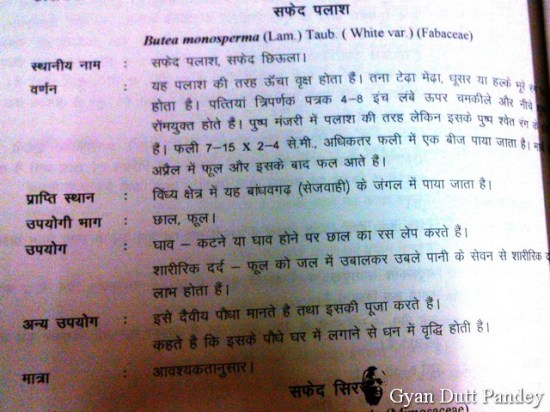 'विन्ध्य की वनस्पतियों का पारम्परिक ज्ञान' पुस्तक का एक पेज-अंश 