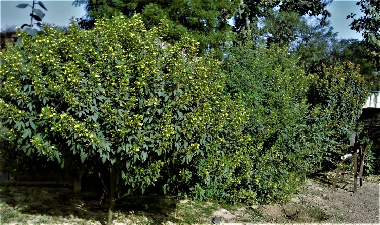 अरहर के पौधे। आठ-दस फुट के। फूलों से लदे।