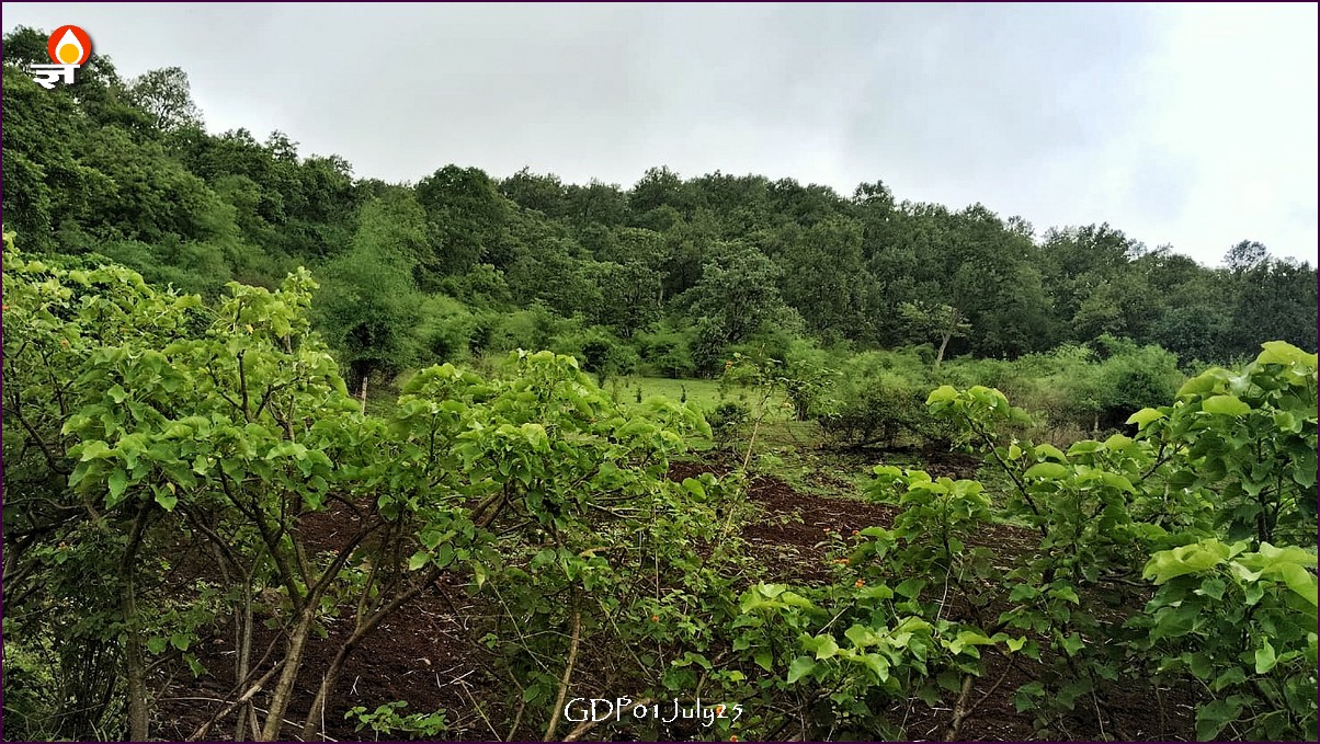 राजेंद्रग्राम के आगे हरियाली