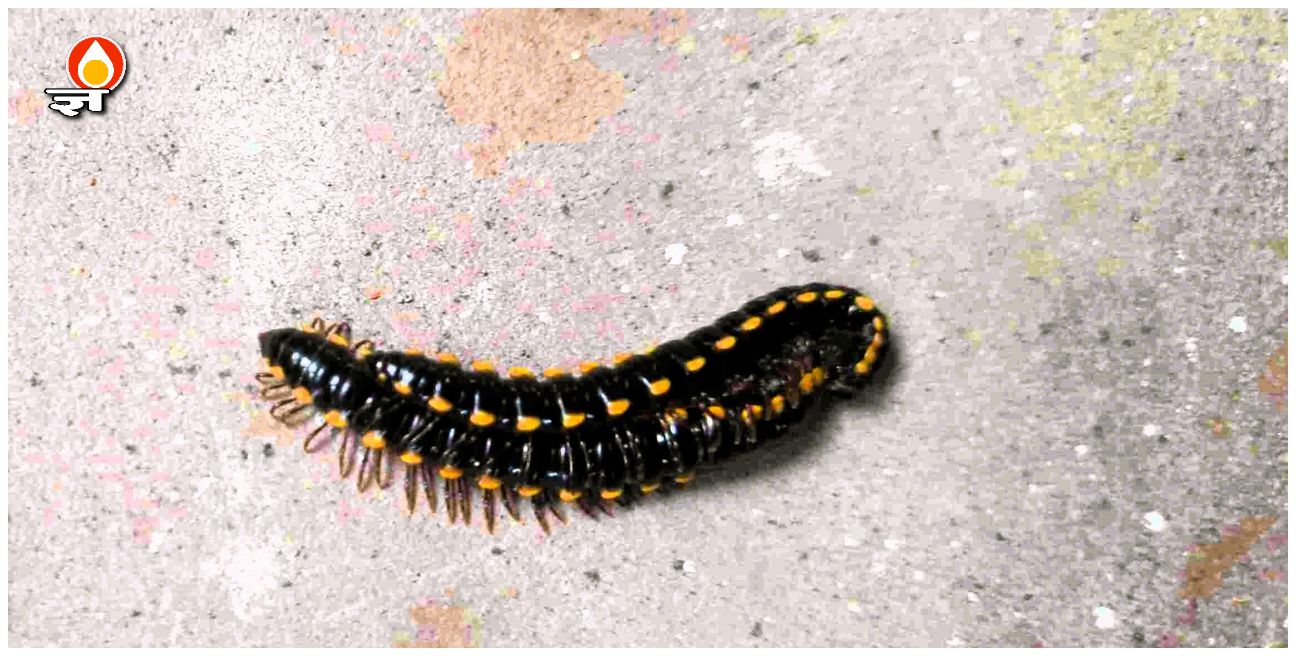 भुआलिन या मिलीपीड्स