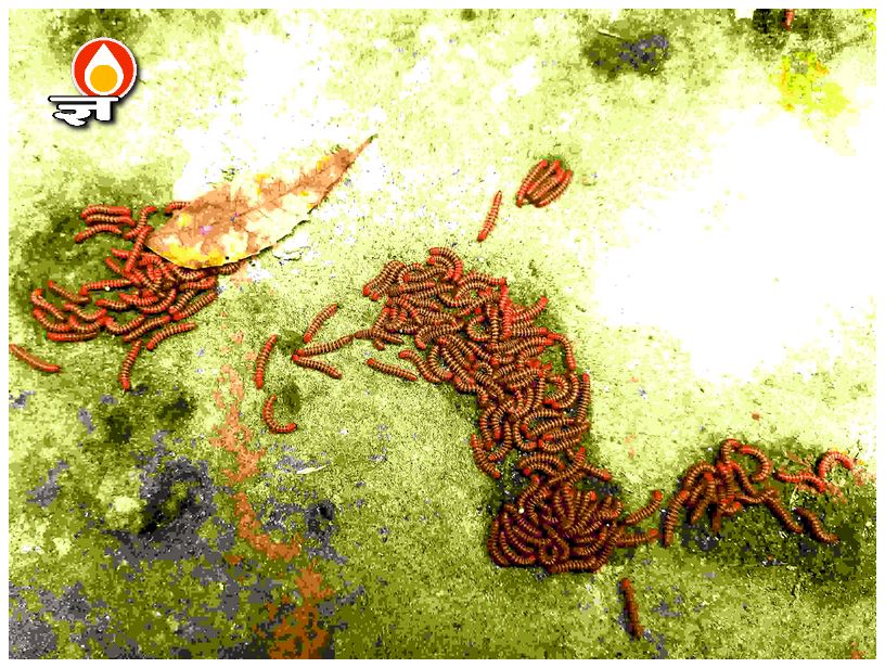 भुआलिन का झुंड