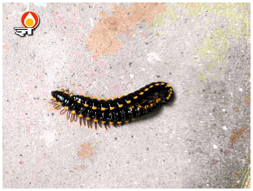 मिलीपीड्स के प्रजनन अनुष्ठान की शुरुआत