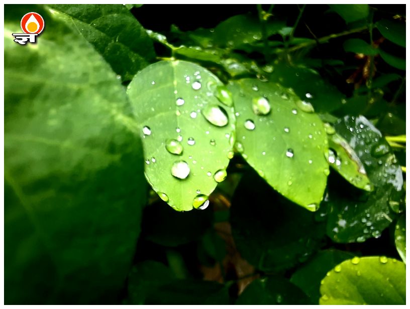 अपराजिता पर पानी की बूंदें 