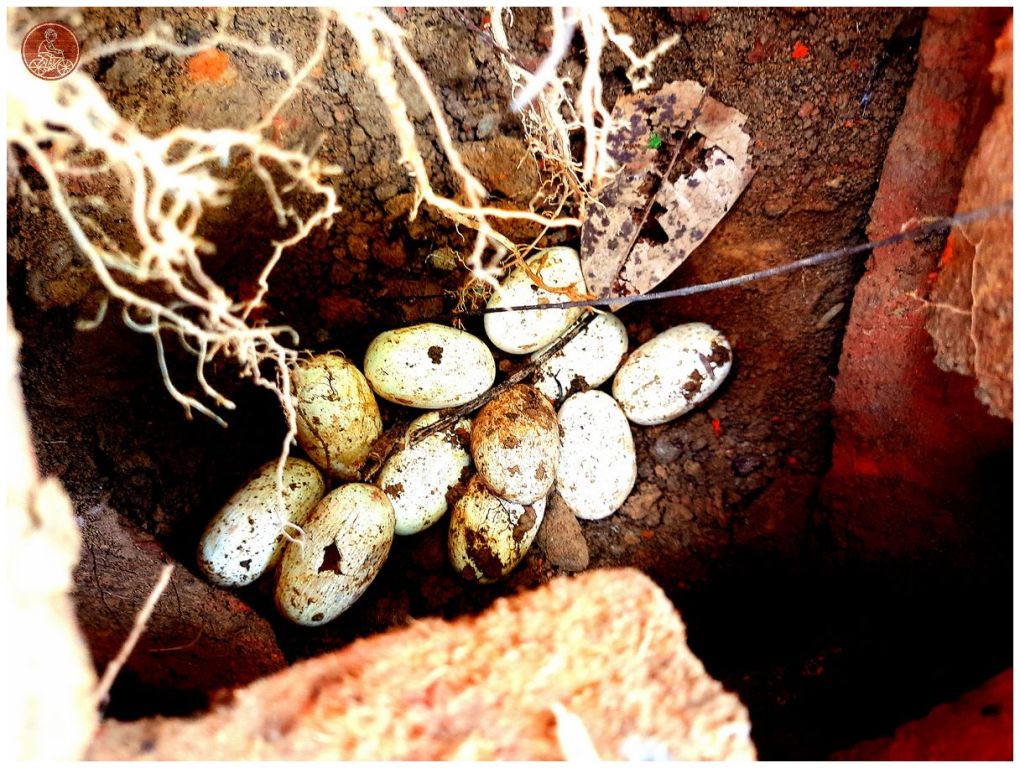 Dhamin Rat Snake Eggs